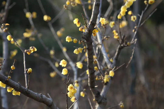 雨水降，萬物蘇(圖2)