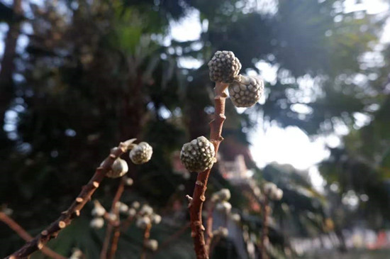 雨水降，萬物蘇(圖4)