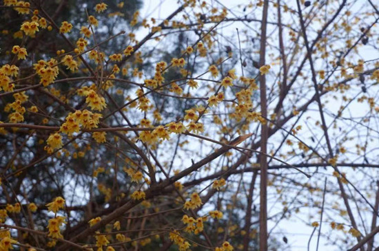 雨水降，萬物蘇(圖3)